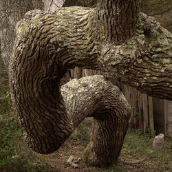 Close-up of elephant on tree trunk