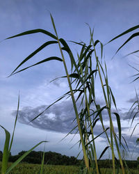 Low angle view of corn field against sky