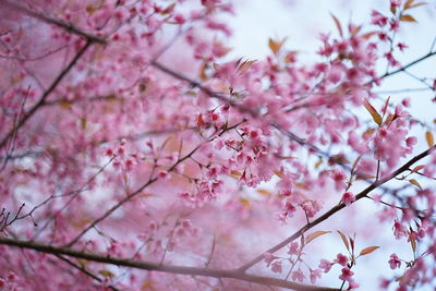 Low angle view of cherry blossom