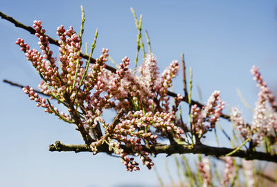 Branch with pink flowers of tamarix salt cedar tree , beautiful ornamental plant