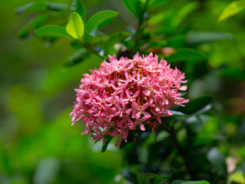 Close-up of pink flowering plant