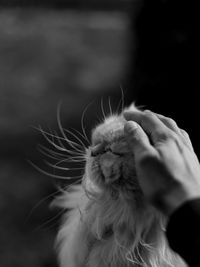 Close-up of hand holding cat