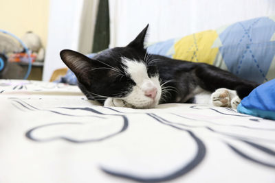 Close-up of cat resting on bed