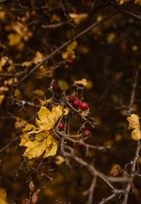 Close-up of dry leaves on tree during autumn