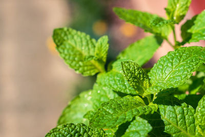 Close-up of plant