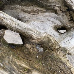 Full frame shot of tree trunk