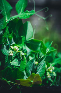 Close-up of potted plant