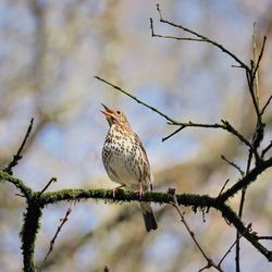 Low angle view of birds perching on branch