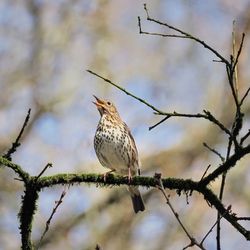 Low angle view of birds perching on branch