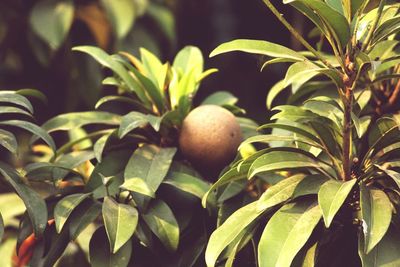 Close-up of fruits growing on tree