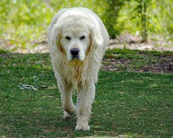 Portrait of golden retriever on field