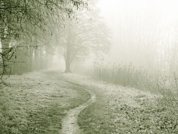 Road amidst trees during foggy weather