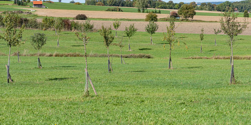 Scenic view of field