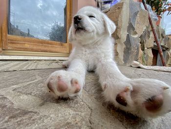 Close-up of a dog