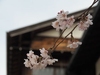Close-up of pink cherry blossoms against tree