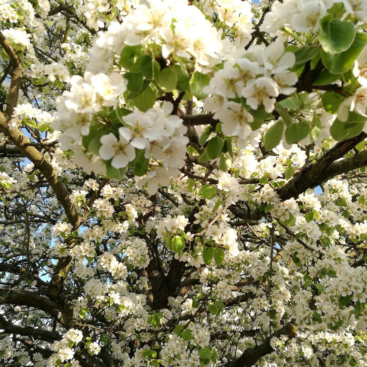 growth, white color, flower, nature, tree, beauty in nature, freshness, blossom, no people, close-up, low angle view, day, fragility, blooming, outdoors, branch, flower head