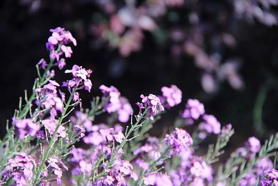 Close-up of pink flowering plant in park