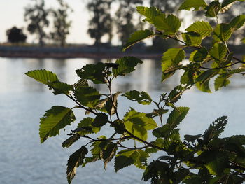 Close-up of plant by lake against sky