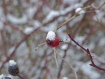 Close-up of red berries