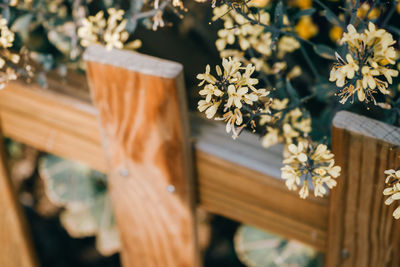 Close-up of flowering plant by fence