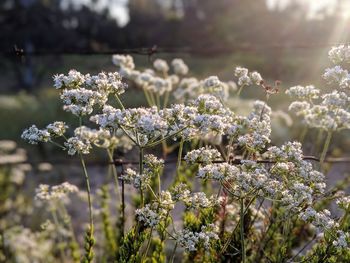 Close-up of white flowering plant