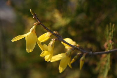 Close-up of yellow flowering plant