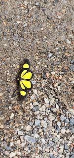 High angle view of yellow flower on rock