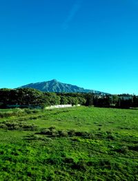 Scenic view of field against clear blue sky