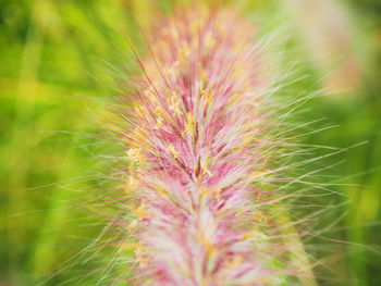 Close-up of plants