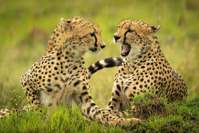 Cheetah lies yawning with another on grass