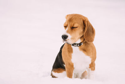 Dog looking away on snow covered land