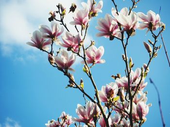 Low angle view of pink flowers blooming on tree