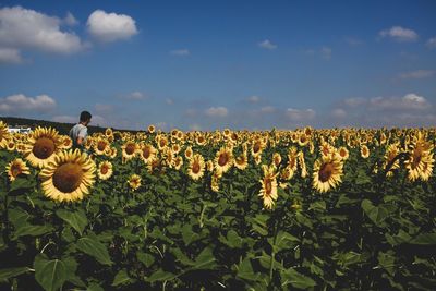 Scenic view of sunflower field against sky