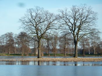 Bare trees by river against clear sky