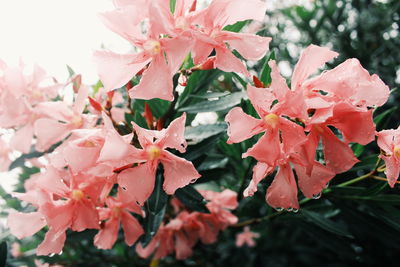 Close-up of red flowering plant