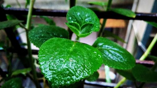 Close-up of raindrops on leaves