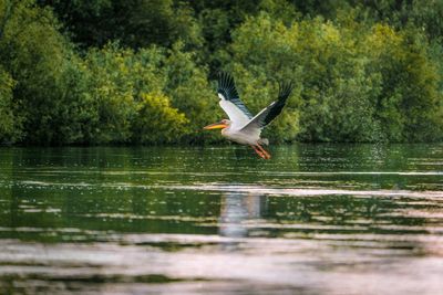 Pelican flying over lake