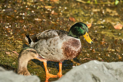 Close-up of duck in water