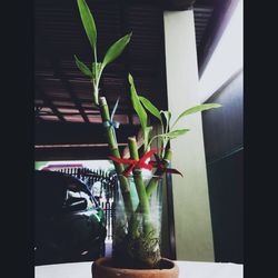 Close-up of potted plant on table