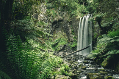 Scenic view of waterfall in forest