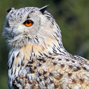 Close-up of bird