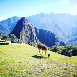 Horse grazing on field against mountains