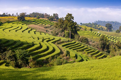 Scenic view of terraced field