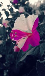 Close-up of pink flower
