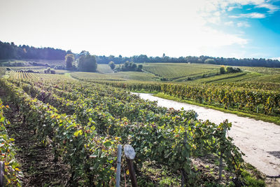 Scenic view of vineyard against sky