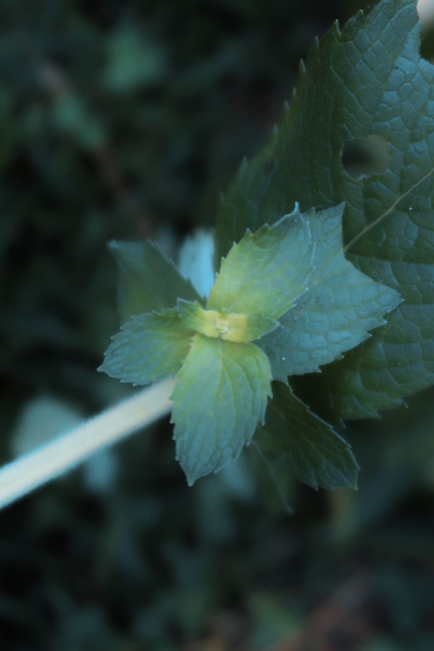 CLOSE-UP OF GREEN LEAF ON PLANT