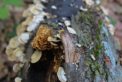 High angle view of mushrooms growing on tree trunk