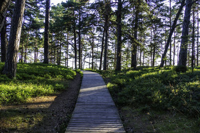 Wooden footbridge through the sand dunes to the sea