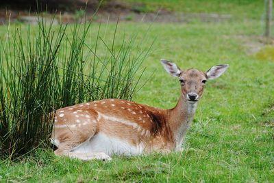 Close-up of deer standing on grassy field