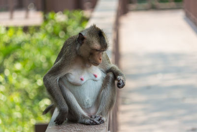 Crab-eating macaque